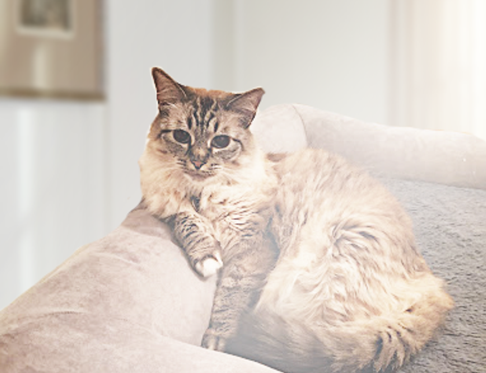 library logos flpmarkable